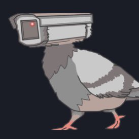 Have you ever seen a baby pidgin ? Yeah I didn’t think so!