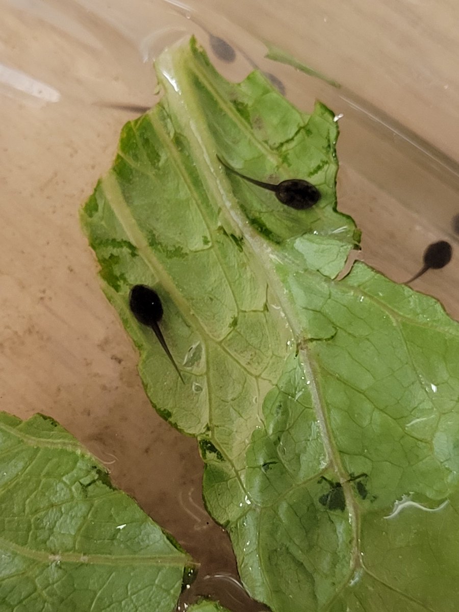 MrsBouwmeester's tweet photo. We have new living things in our classroom!  We love watching them and can't wait to see some transformations! #kindergarten #science @JAMMustangs https://t.co/ZpaPeDofqT