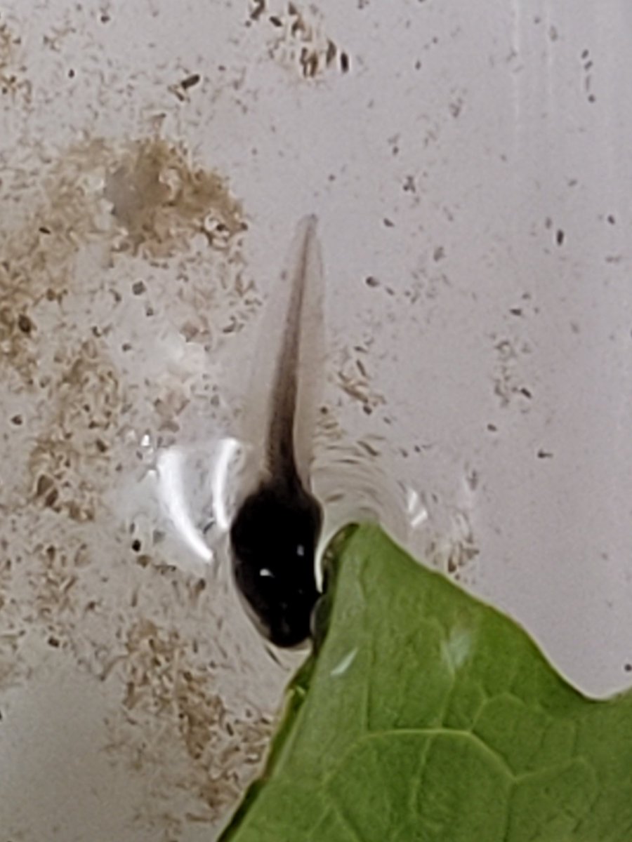 We have new living things in our classroom!  We love watching them and can't wait to see some transformations! #kindergarten #science <a href="/JAMMustangs/">McWilliam Mustangs</a>