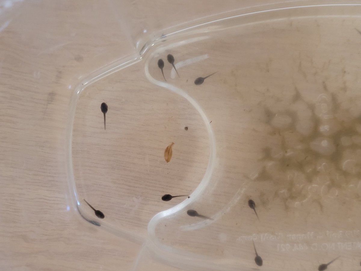 MrsBouwmeester's tweet photo. We have new living things in our classroom!  We love watching them and can't wait to see some transformations! #kindergarten #science @JAMMustangs https://t.co/ZpaPeDofqT