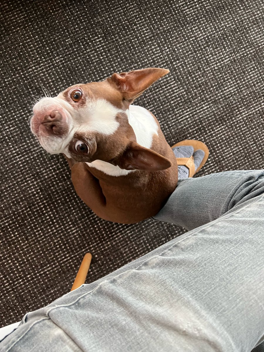 erickhill's tweet image. Jean Luc, my 8-year old Boston Terrier, tells me when he needs to go by 1) ringing a bell with his nose we have hanging on the inside of the front door knob or 2) sitting on my feet.