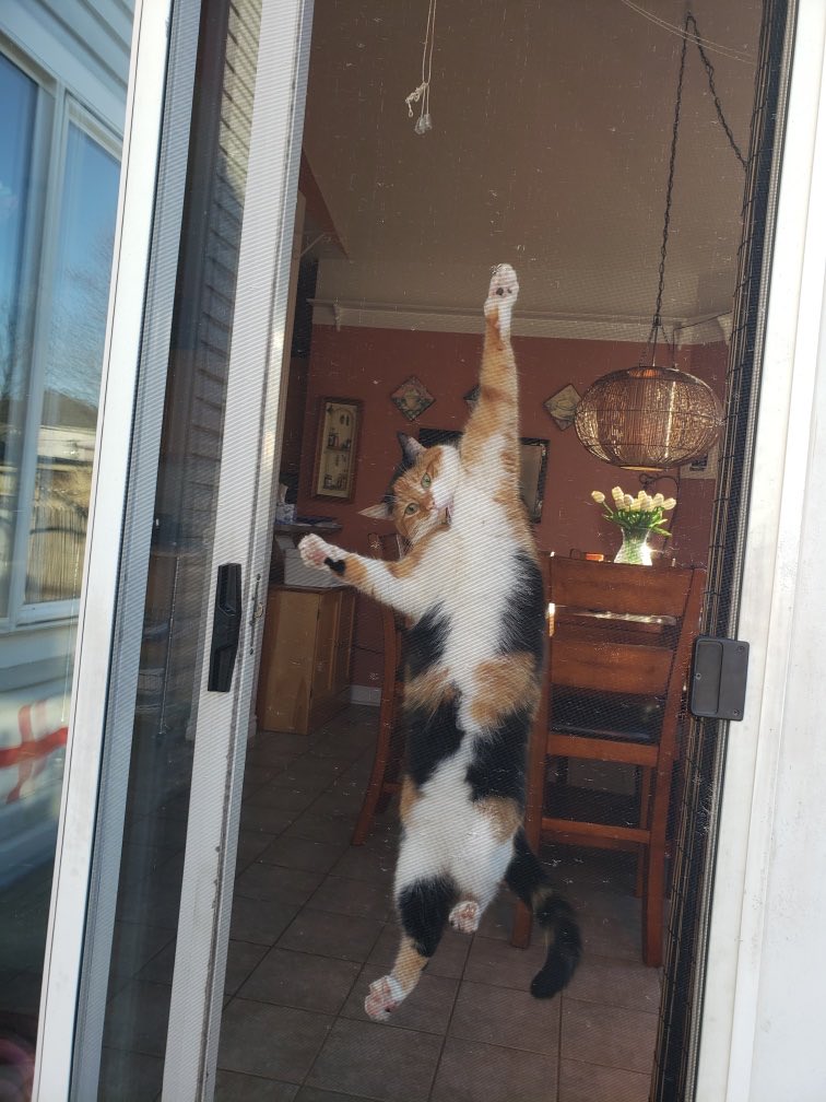 GailStorry's tweet photo. My crazy cat https://t.co/bf9XcaVXmo