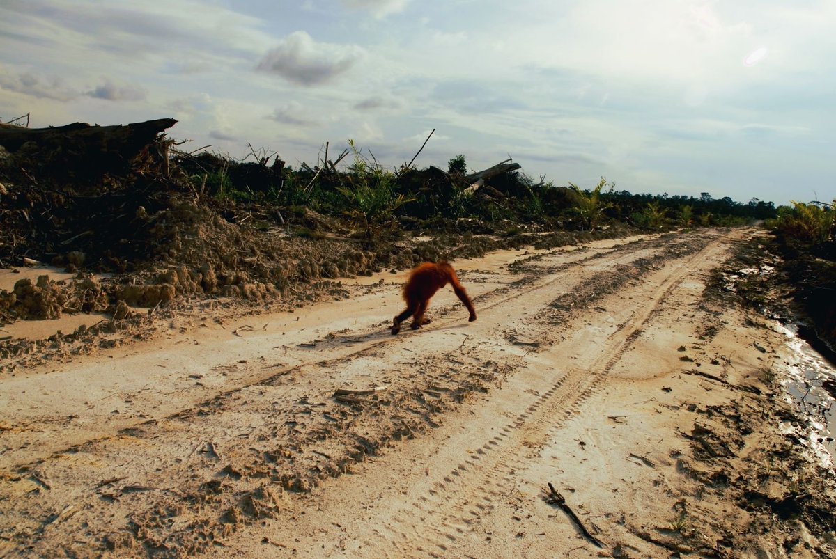 Orangutango_NFT's tweet photo. What do we mean by Extinction? Scientists estimate that we have less than 10 years to save Critically Endangered species like #orangutans, #tigers and #elephants from #Extinction due to #deforestation This is a shocking statistic, but it’s not an exaggeration. 
🧡 Like
🦧Follow https://t.co/ah2IpHrBba