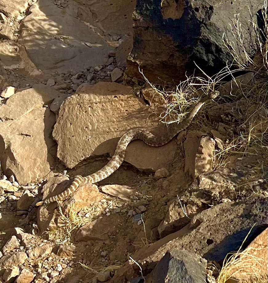 Marce_AZ's tweet photo. 8.6 trail miles ✅ and a rattlesnake sighting! 🐍 I have now seen 6 snakes within the last 2 months. Yes, I’m keeping count this year. Only 2/6 have been rattlesnakes, so it’s not that bad. 😅 #LifeInAZ #Arizona #LifeInTheDesert #SnakeSeason #TrailRun #RunHappy https://t.co/yvMDv7ZowV