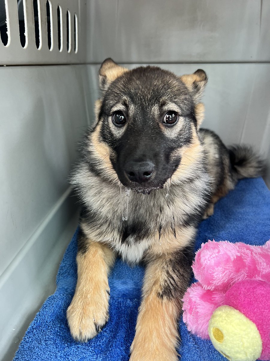 LAPSBC's tweet photo. When the #puppy that was just surrendered is happy and healthy one minute and then the next starts dribbling urine and wobbly. You rush to #emergency!Somehow was having a marijuanna toxicity!!! Baby is doing ok! #animaler #animalwelfare #surprise #sheissafe https://t.co/nsG99iChcZ