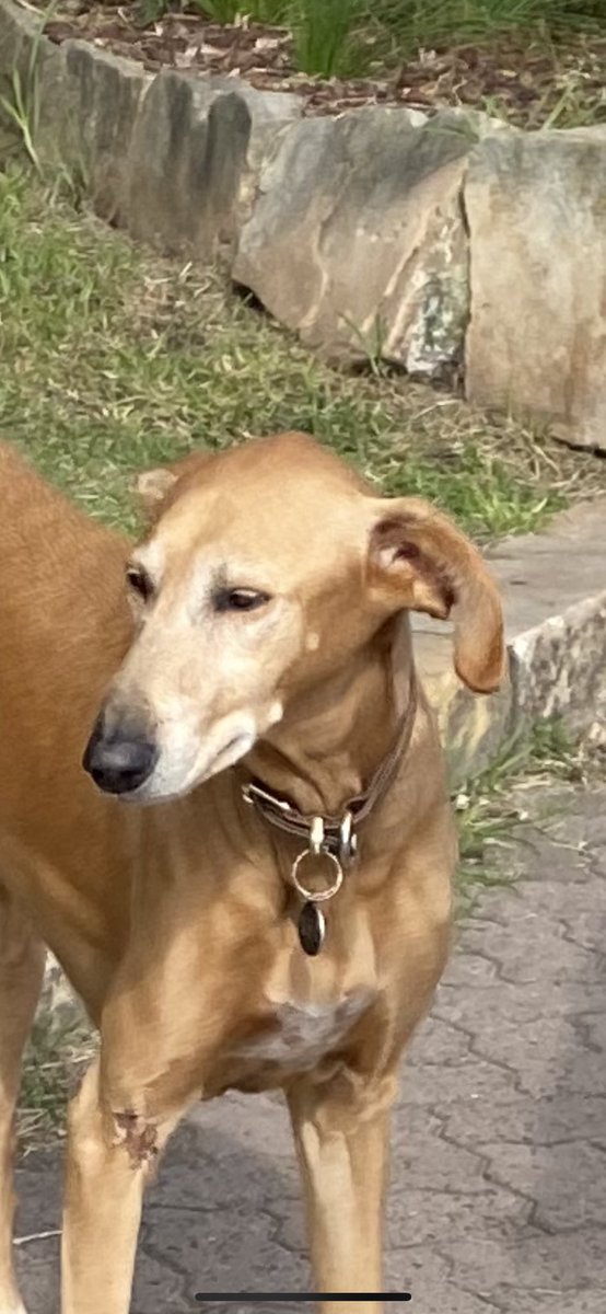 Matthew Scully tweet media