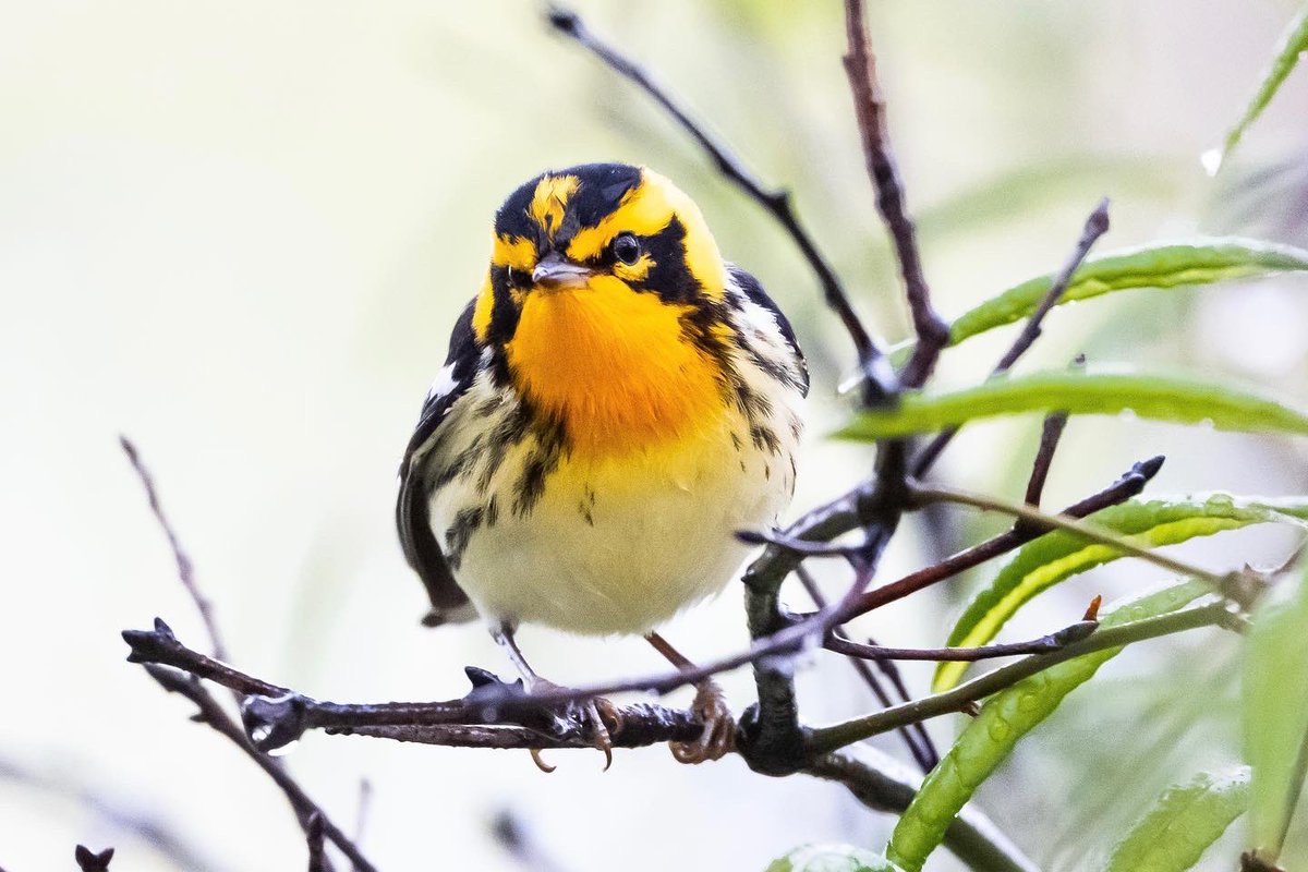 Look who was hanging out in Brooklyn Bridge Park on a rainy Friday afternoon. #BlackburnianWarbler #SpringMigration