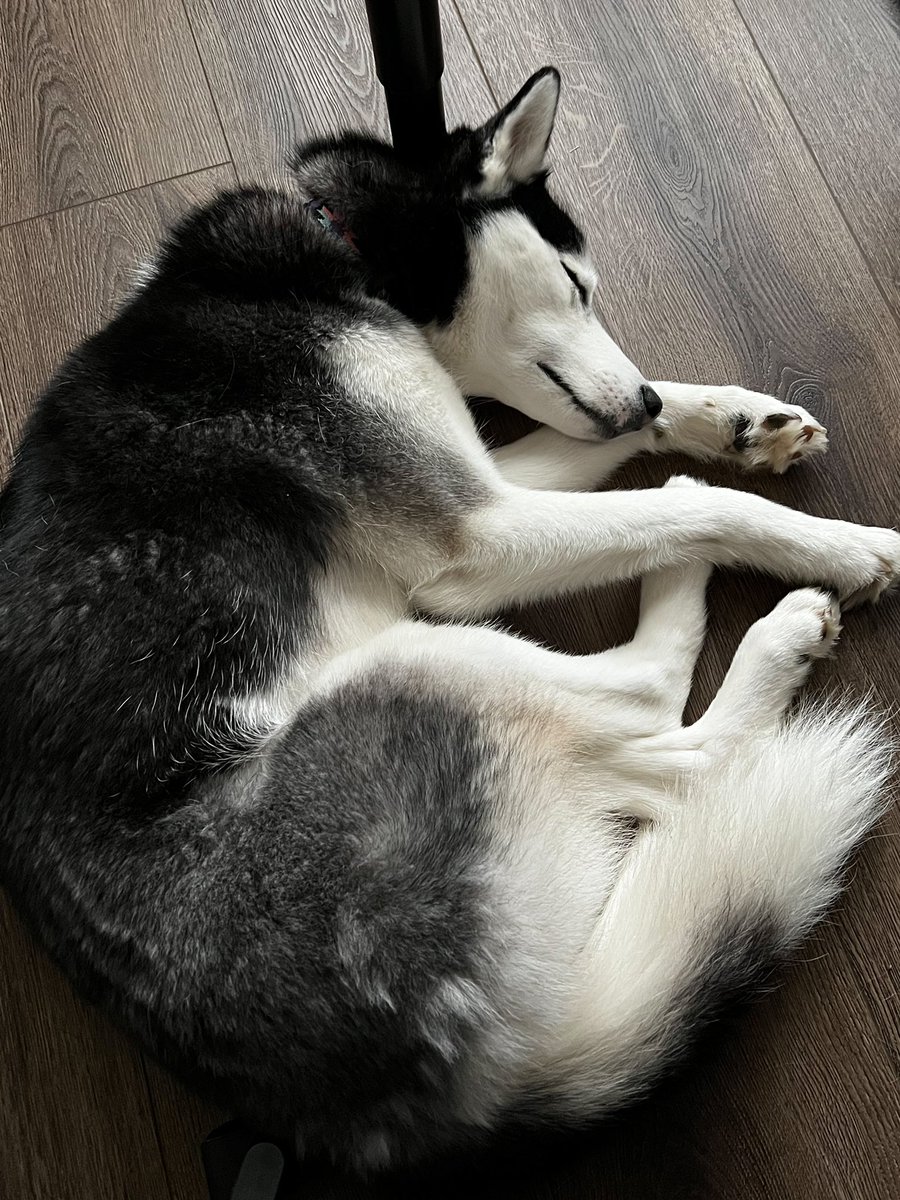 skylarmygsd's tweet photo. Day 6 of the #PhotoChallenge2022May … my fitness routine 

Nap time is very important for good fitness! https://t.co/br0nlwjtoP