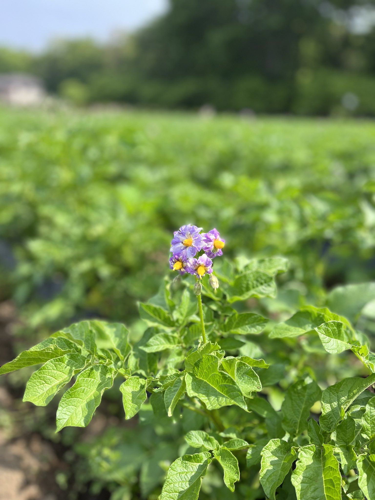 ファーム インさぎ山 ジャガイモの花が咲いた 品種によって少しずつ花が違う ジャガイモ シャドークイーン アンデスレッド メークイーン T Co Ifzmdyafbr Twitter