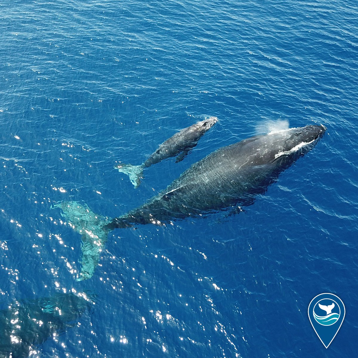 A mother humpback whale and her calf swim side-by-side in Hawaiian Islands Humpback Whale National Marine Sanctuary.
Photo credit: J. Moore/NOAA, under MMHSRP permit #18786-02.