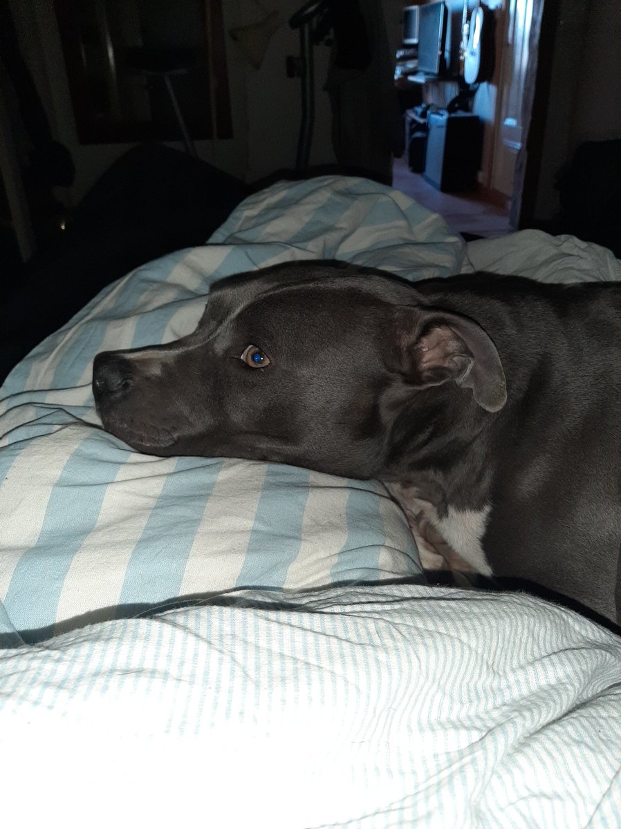 Cpt Culprit The Pitbull tweet media