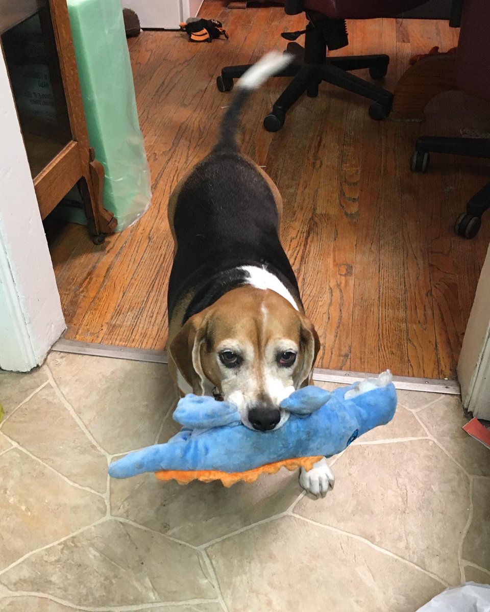 CaldecZoo's tweet photo. Just a beagle and her alligator 
#beagle https://t.co/hPT3gf2a45