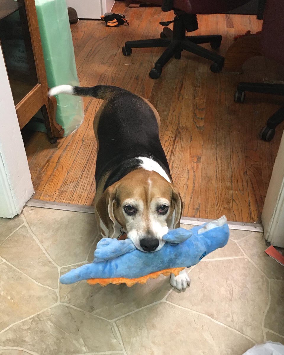CaldecZoo's tweet photo. Just a beagle and her alligator 
#beagle https://t.co/hPT3gf2a45