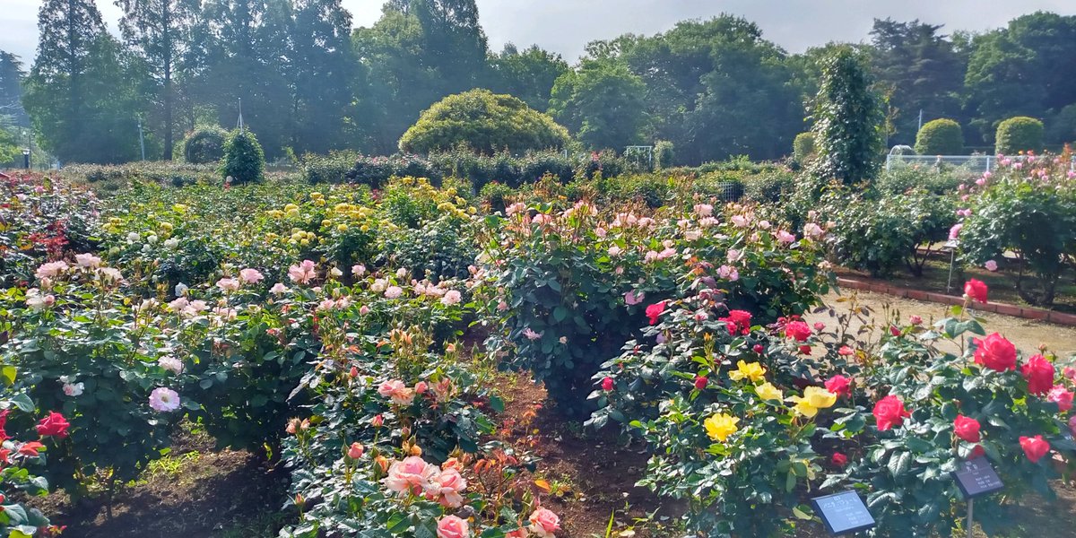 ina_rosegarden's tweet photo. 5月7日のバラ園開花状況です。
現在、4分咲きです。
#伊奈町　#バラ園　#祭り https://t.co/VEfktHnqzH
