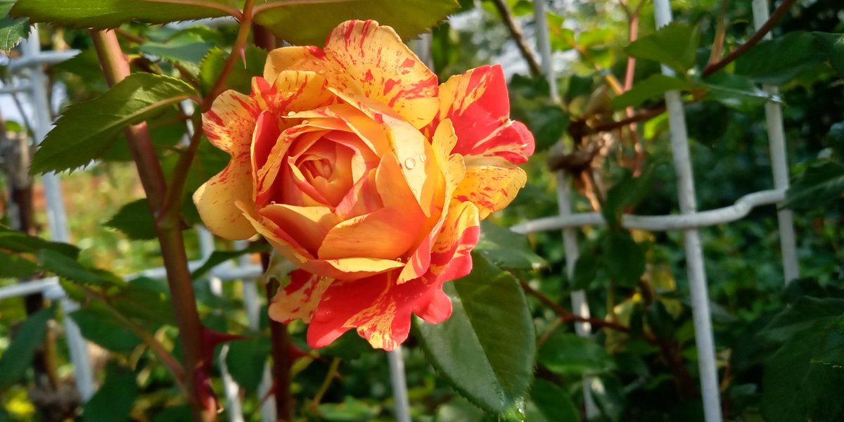 ina_rosegarden's tweet photo. 5月7日のバラ園開花状況です。
現在、4分咲きです。
#伊奈町　#バラ園　#祭り https://t.co/VEfktHnqzH