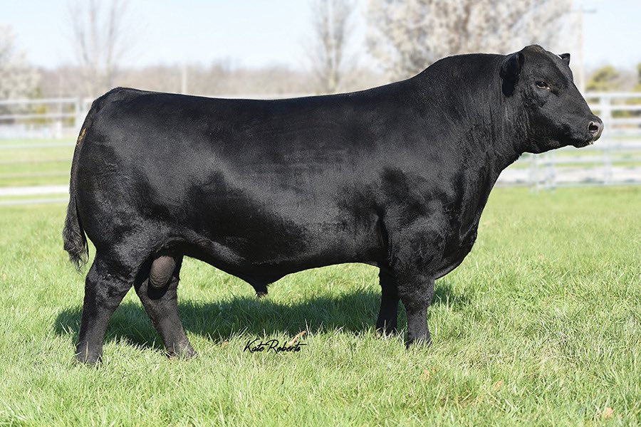 CentroUrugen's tweet photo. π₯πππ’π¨π‘π π
Hijo de la Buford Elba 811y, la madre de Pathfinder
#Angus #AngusNegro https://t.co/QWeucq25sj