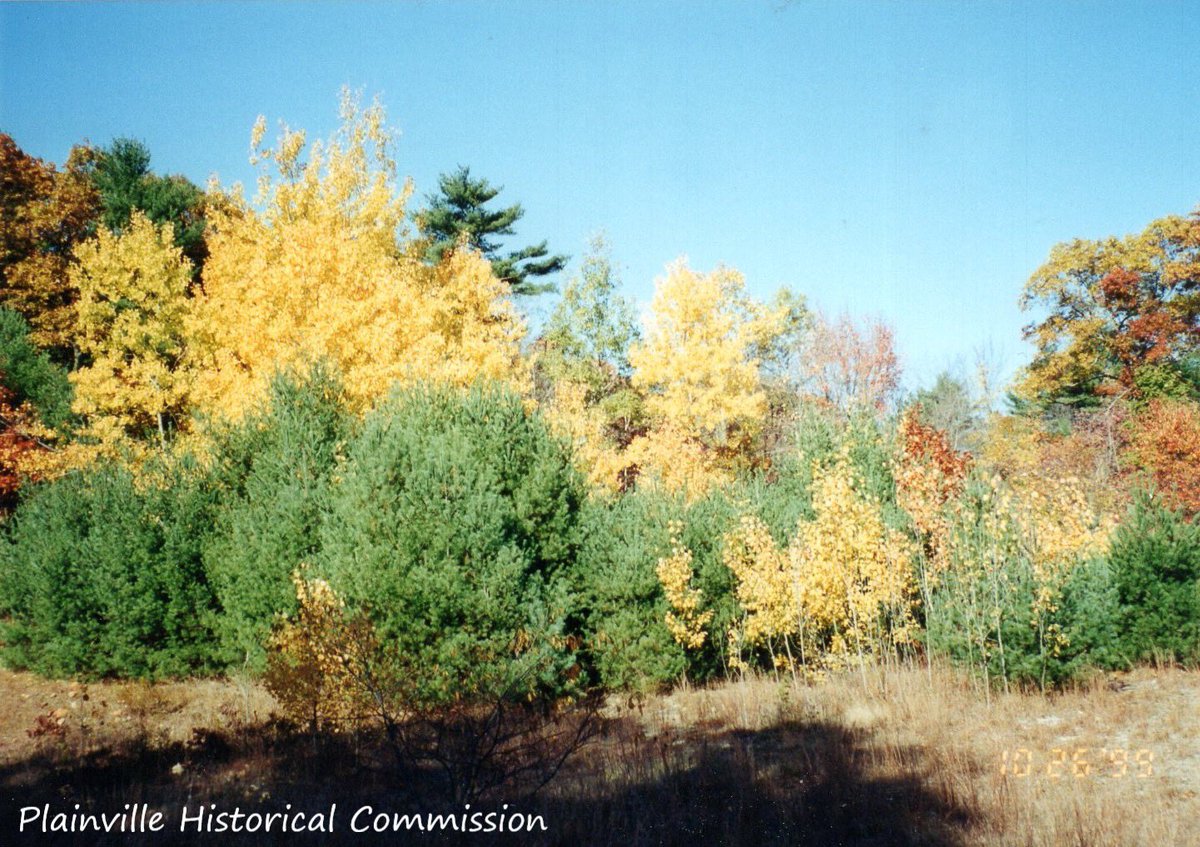 PHCPlainvillema's tweet photo. We’ve got a few more Tree posts to take root before we branch out for the night. So how about taking a little hike to Cowell St. In search of the Cowell St. Mill in 1999! Lots of trees here.
#ArchivesHashtagParty #ArchiveTrees #PlainvilleMa #naturehike #OurTown https://t.co/V0lA4g1lFV