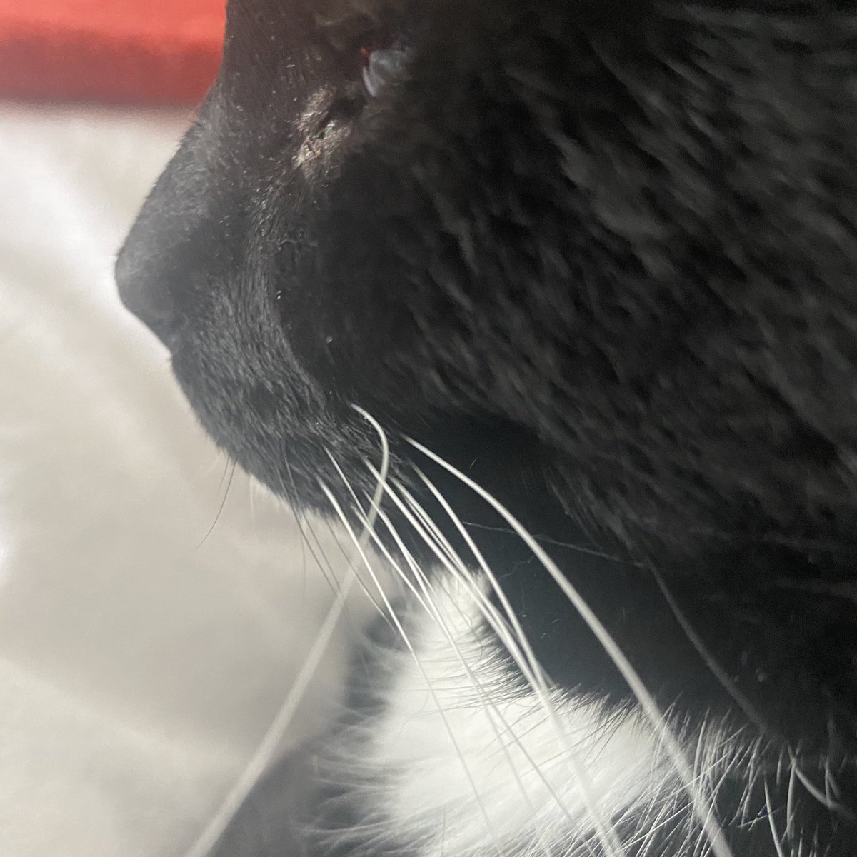 A portrait in whiskers.