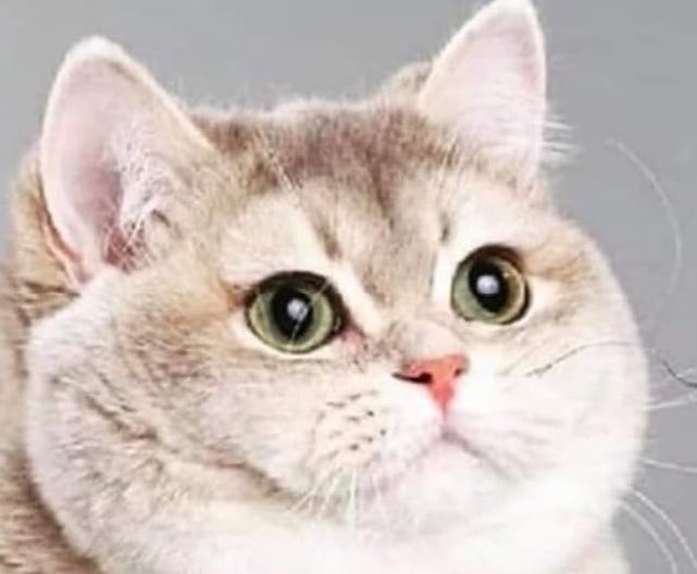 -¿Y qué haces con la comida que te sobra?
-Perdón, no entiendo la pregunta.