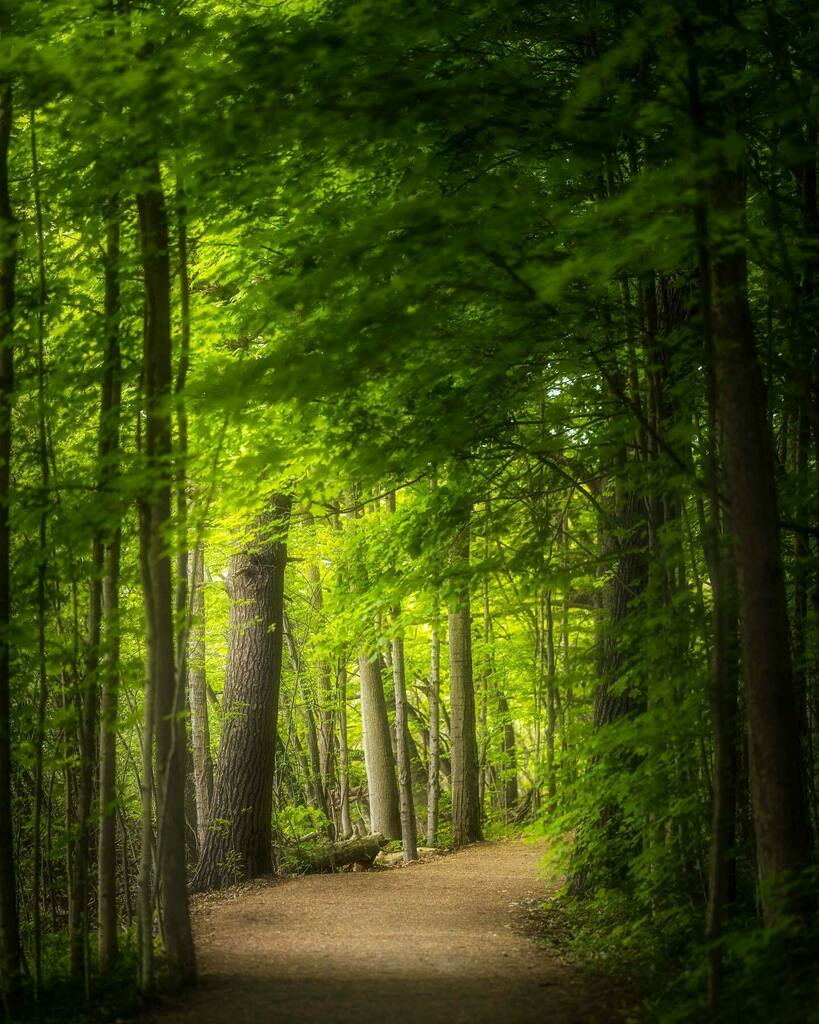 RajmySayavong's tweet photo. Greenery is just around the corner! Who’s excited?
.
.
.
.
.
.
#tree_magic #tree_brilliance #tree_captures #tree_pictures #tree_shotz #tree_brillance #tree_perfection #tree_love #tree_enthusiast #tree_lovers #divine_forest #ig_shotz_trees #ig_shots #amaz… https://t.co/j0gazya9tX https://t.co/QJOhz9HD23