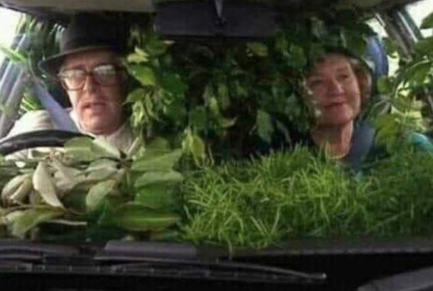 Cuando vas al vivero solo a comprar tierra.