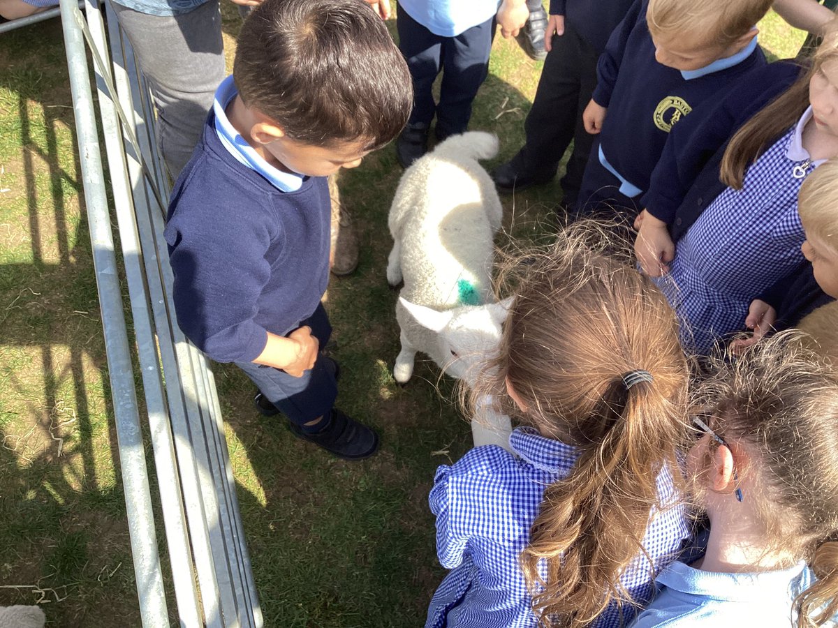 MrHardstaff's tweet photo. This morning, we were treated to a visit from some lambs from one of our farming ambassador families in @bastonceprimary. We had a great time feeding them, asking questions and learning lots about lambing! #eyfs #lambing #farming https://t.co/yZiaOczKLG