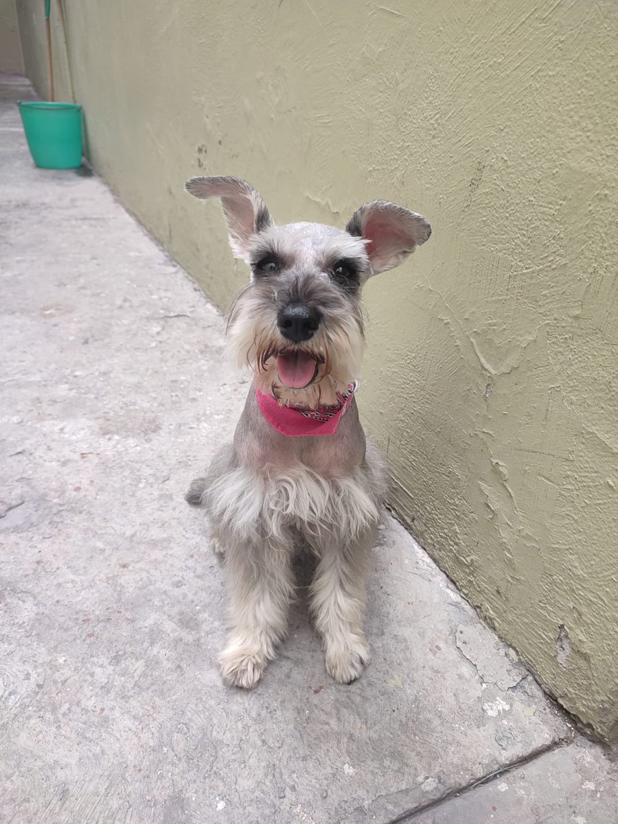 VIBRAmascotas's tweet photo. Chanel en adopción responsable, hembra,2 años,convive con perros,gatos,niños. Fue rescatada de la calle en malas condiciones, hoy está lista para ser feliz! #AdopcionResponsable #cdmx #rt wats 5548724347 https://t.co/9220t4q4qG
