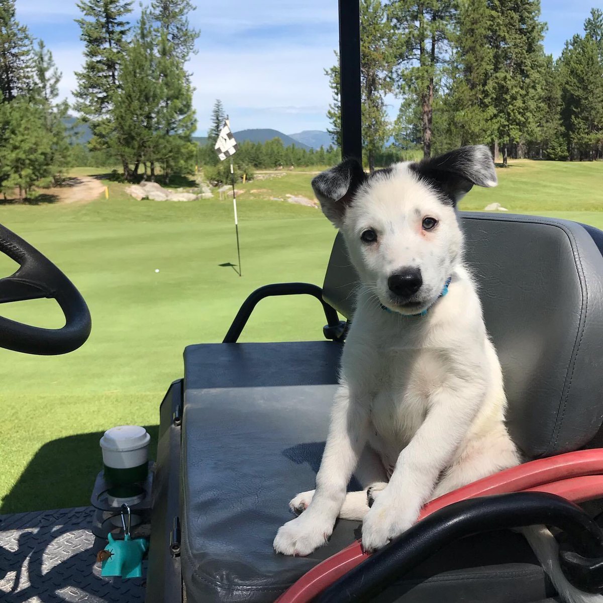 CVGCSUPER's tweet photo. @VereensTurf @DogsOfTurf @VereensEarl https://t.co/BSrneoG1a1