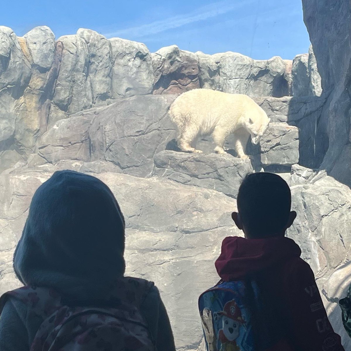 jstewin's tweet photo. @CarpathiaSchool went on a school wide field trip to @assiniboinezoo and had a wonderful time learning more about animals and spending time enjoying this beautiful sunny day ☀️🦬🐻‍❄️🦥 https://t.co/B0tTCdCwNq