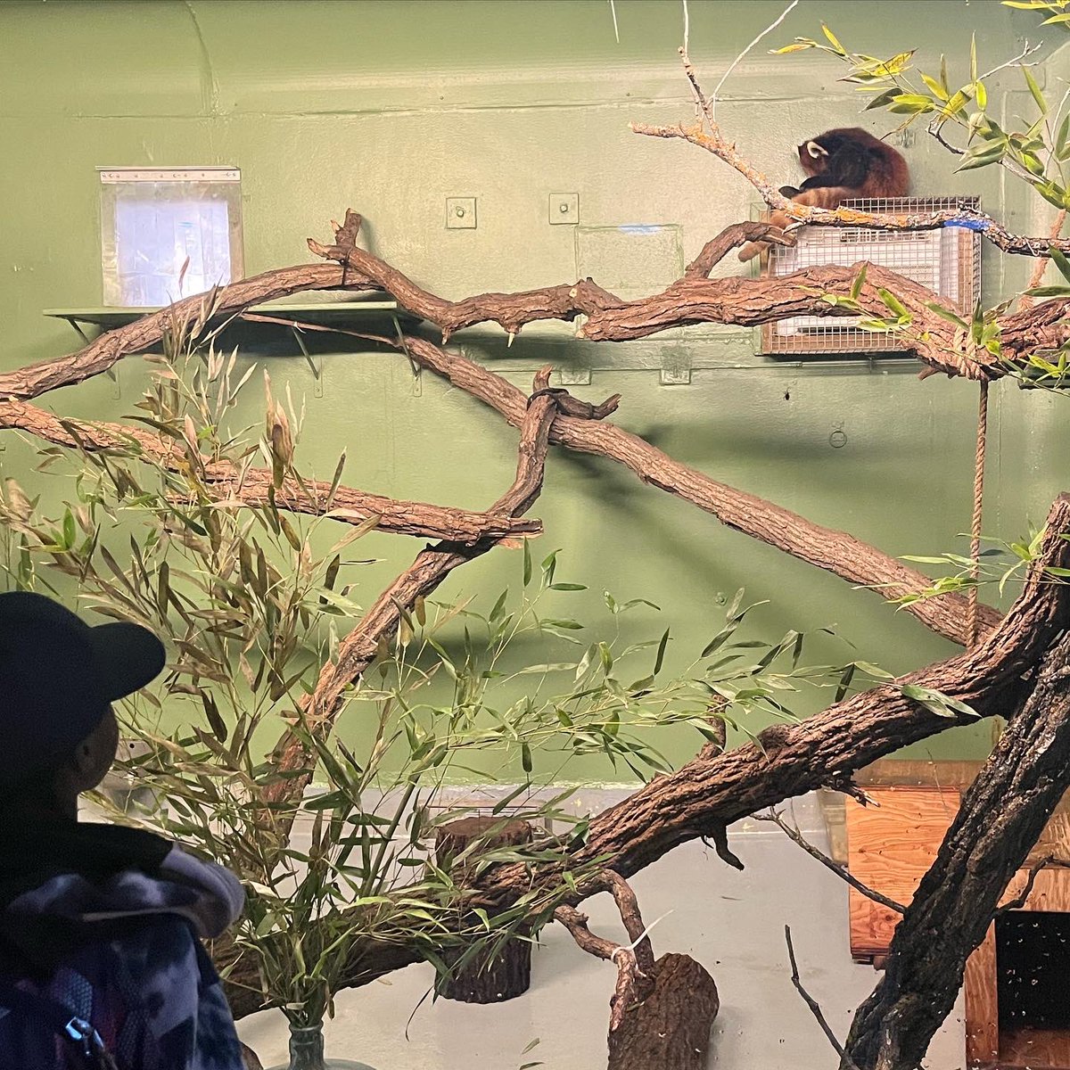 jstewin's tweet photo. @CarpathiaSchool went on a school wide field trip to @assiniboinezoo and had a wonderful time learning more about animals and spending time enjoying this beautiful sunny day ☀️🦬🐻‍❄️🦥 https://t.co/B0tTCdCwNq