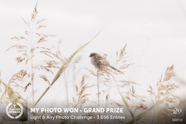 donnaGEM's tweet photo. My photo won the Grand Prize in the Light &amp; Airy challenge on @twenty20. I’m a bit surprised!!  https://t.co/K7eNqyewzW https://t.co/nWo8JJB8HN