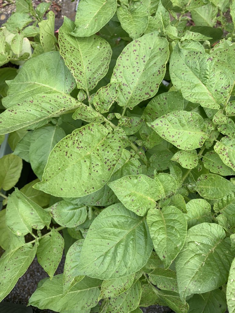 モザイク病 Twitter Search Twitter