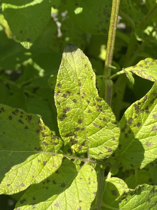 モザイク病 Twitter Search Twitter