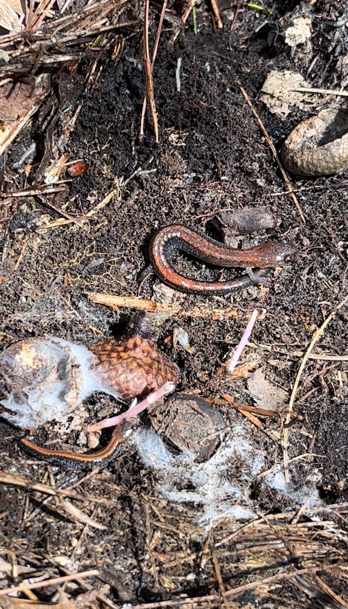 herpentomyco's tweet photo. I love finding a coupla fellas hangin’ out together under the cover boards #salamanders #Plethodoncinereus #SPARCnet https://t.co/gFvmzoDNKJ