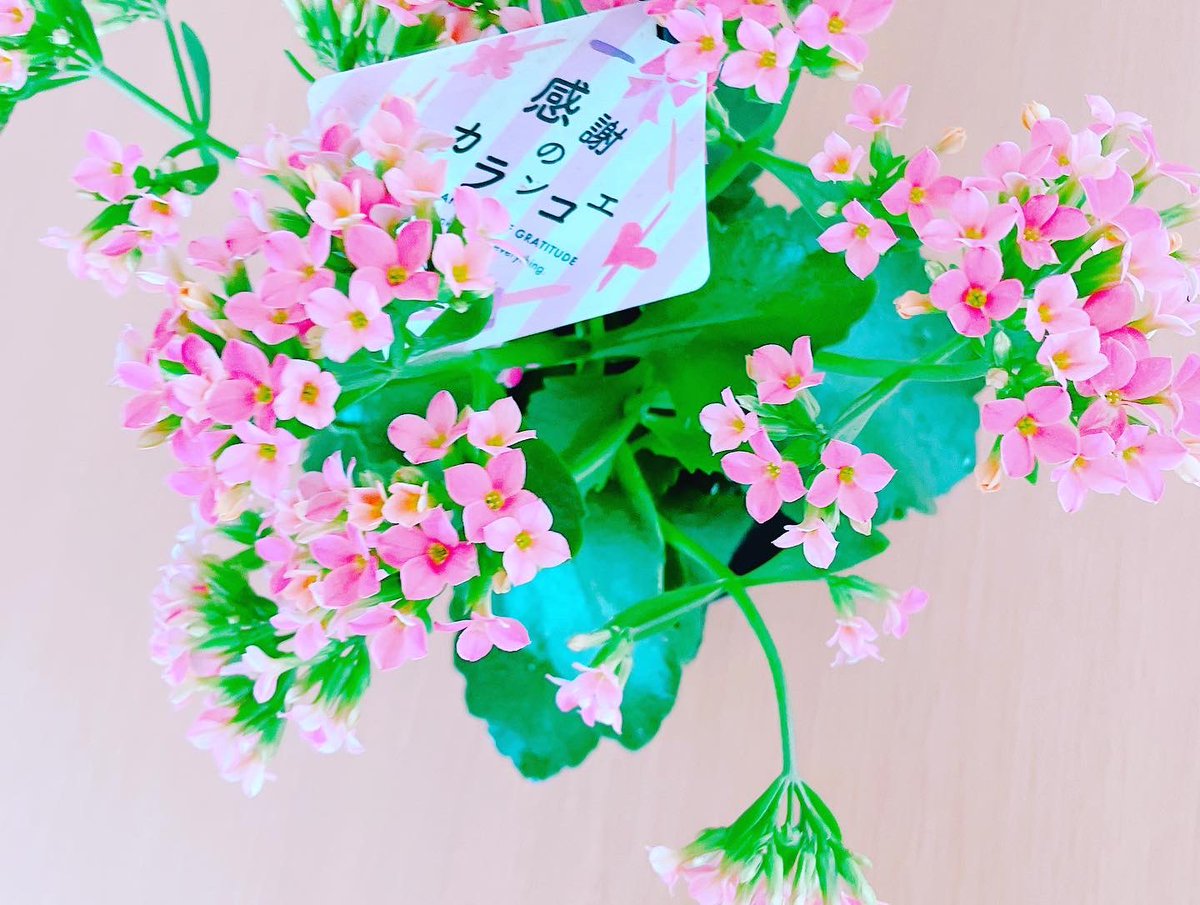 ShooooocoUti's tweet photo. #お義母さんの朝ごはん
#しみます
#ありがとうです
#コメリの感謝のカランコエ　
#母の日 https://t.co/TOoLbNWoME