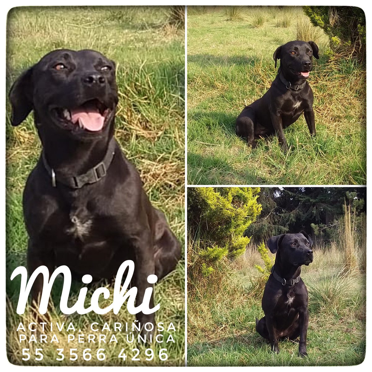 #CDMX la guapa Michi está buscando hogar. Es activa, cariñosa y entendida. No convive con gatos y es ideal como perra única.
Ayúdanos a que encuentre el hogar que merece compartiendo esta publicación.
#adoptanocompres #nocompresadopta #adopta #adoptaunperro #adoptable #perronegro