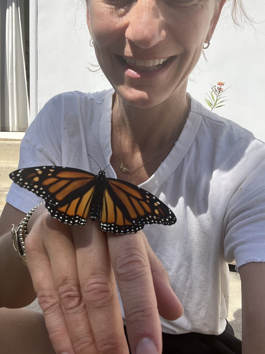 First monarch of the season 🐛 🦋 🥰