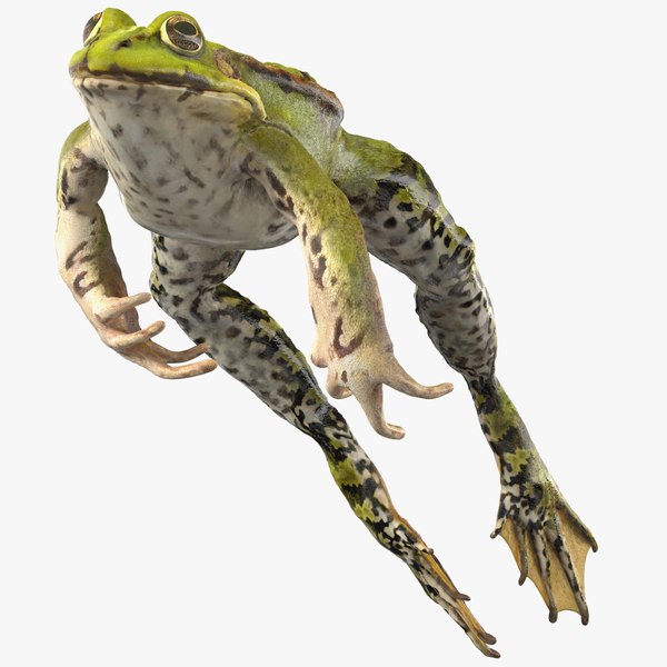 FrogJump's tweet photo. It's about that time... Pull up with your best jumpers and hit the stage to see who's the biggest, baddest frog of them all. 

The Jumping Frog Jubilee, always the third weekend in May! 🐸

#CalaverasCounty #jumpingfrogs #frogjump #marktwain #countyfair https://t.co/xVoRTxvpXA
