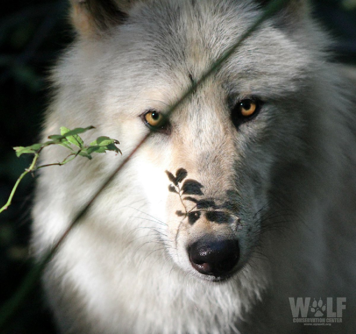 To look into the eyes of a wolf is to see your own soul. ~Aldo Leopold, image size:1200x1126