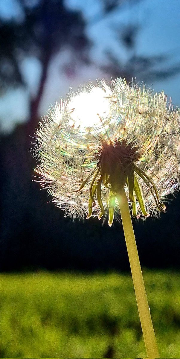 CherScheff's tweet image. Blow away, dandelion🎵
Catch the Sun ☀️
#SaturdaySun