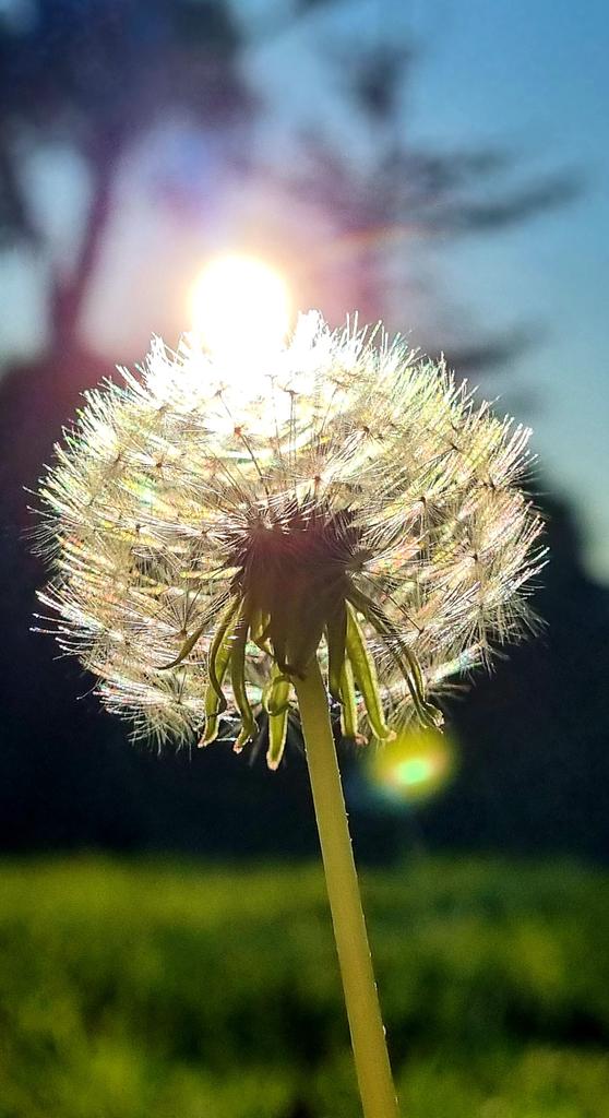 CherScheff's tweet image. Blow away, dandelion🎵
Catch the Sun ☀️
#SaturdaySun