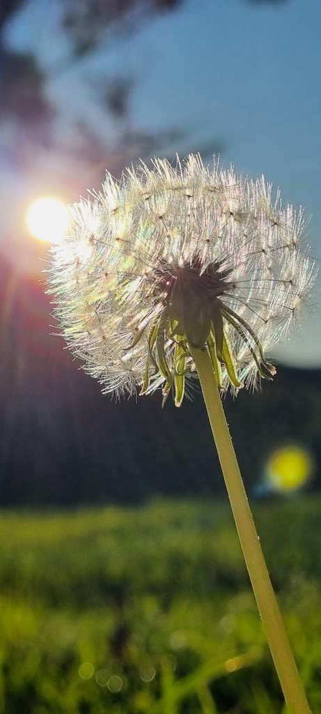 CherScheff's tweet image. Blow away, dandelion🎵
Catch the Sun ☀️
#SaturdaySun