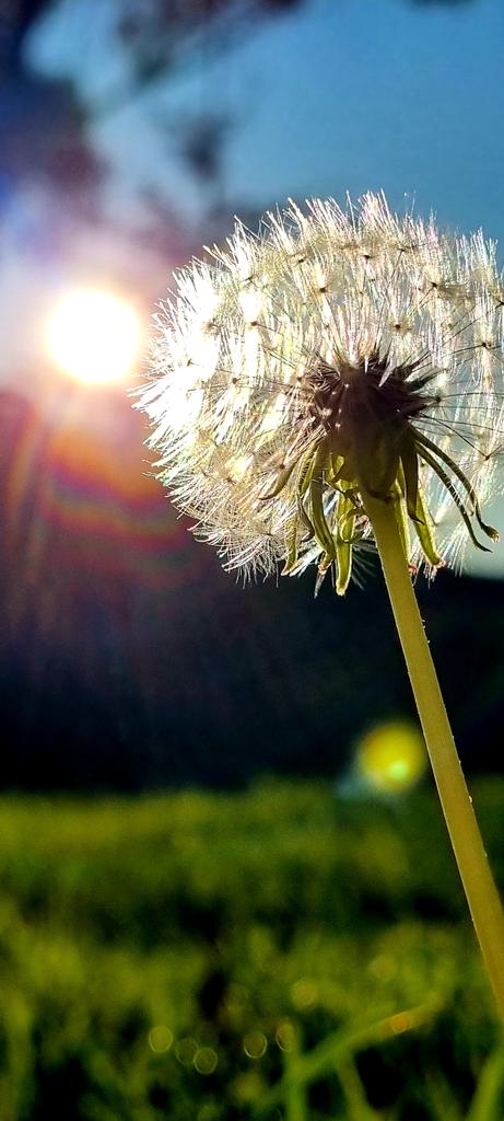 CherScheff's tweet image. Blow away, dandelion🎵
Catch the Sun ☀️
#SaturdaySun