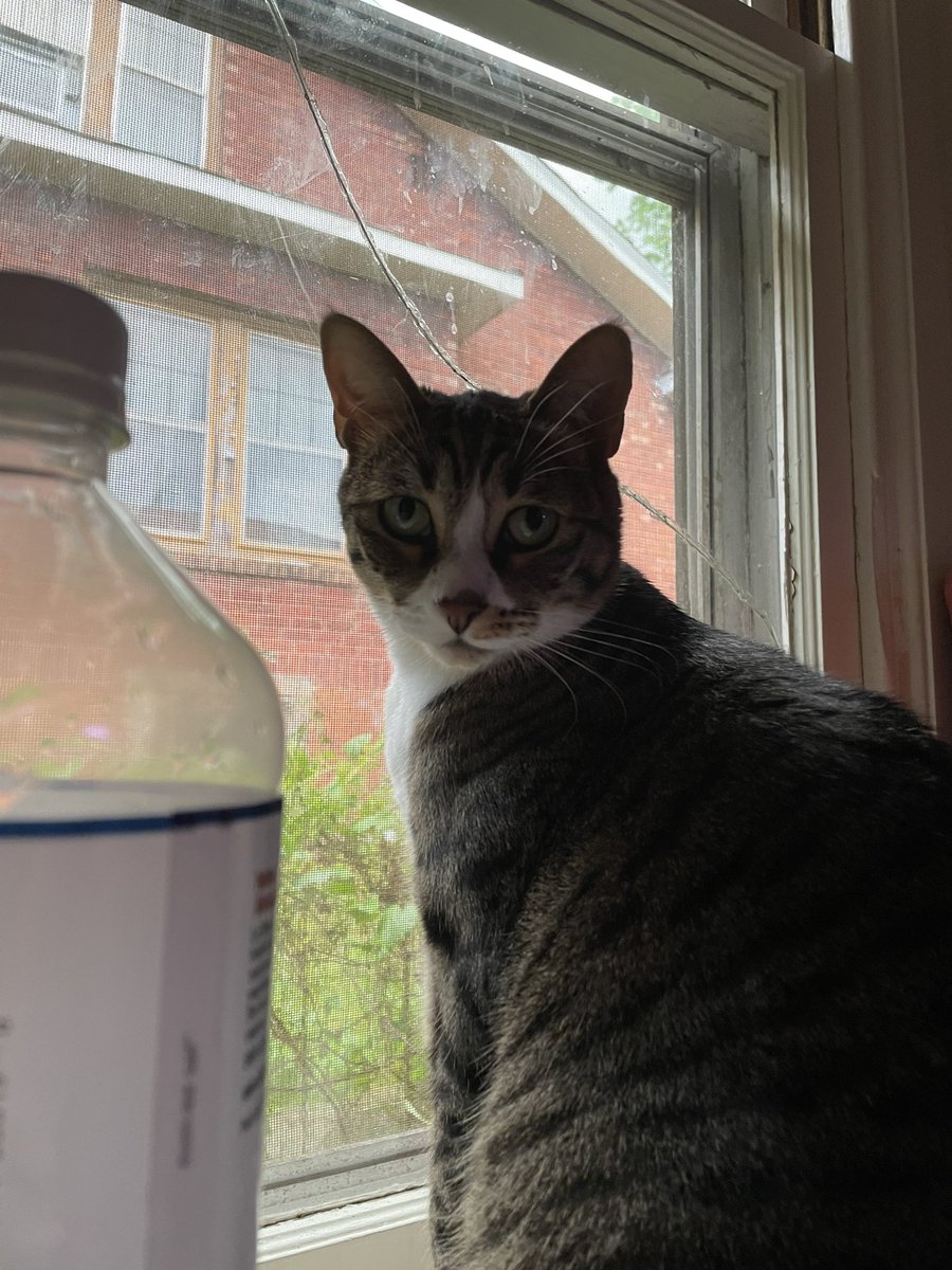 pepperoni boi tweet media