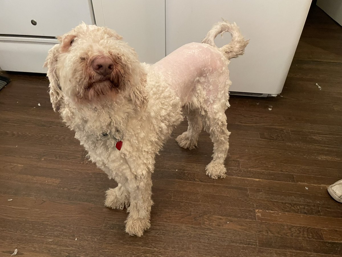 RoenickDoodle's tweet photo. Halfway through my fur cut. What do you think? #DogsofTwittter https://t.co/eKW5pqb2st