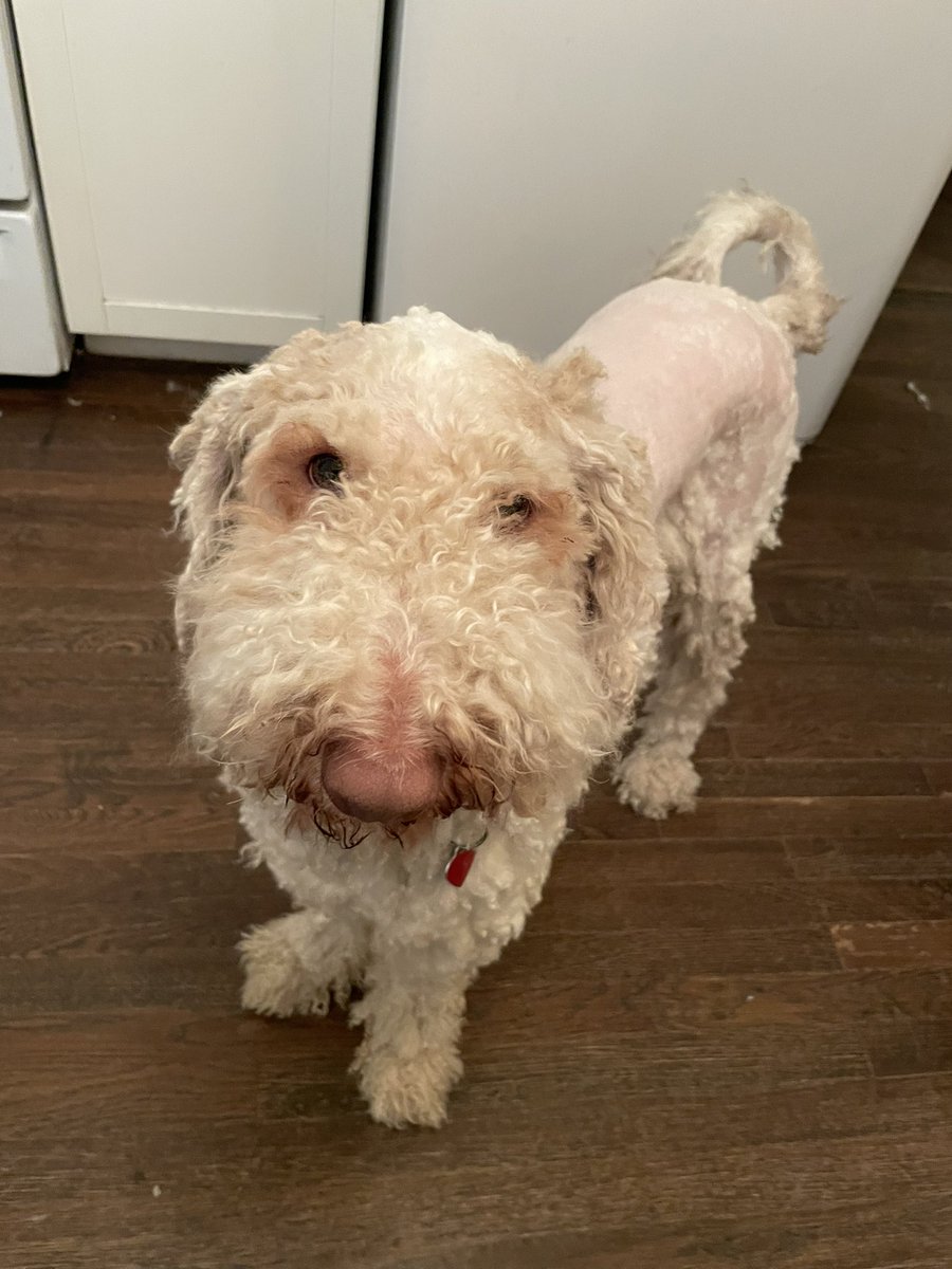 RoenickDoodle's tweet photo. Halfway through my fur cut. What do you think? #DogsofTwittter https://t.co/eKW5pqb2st