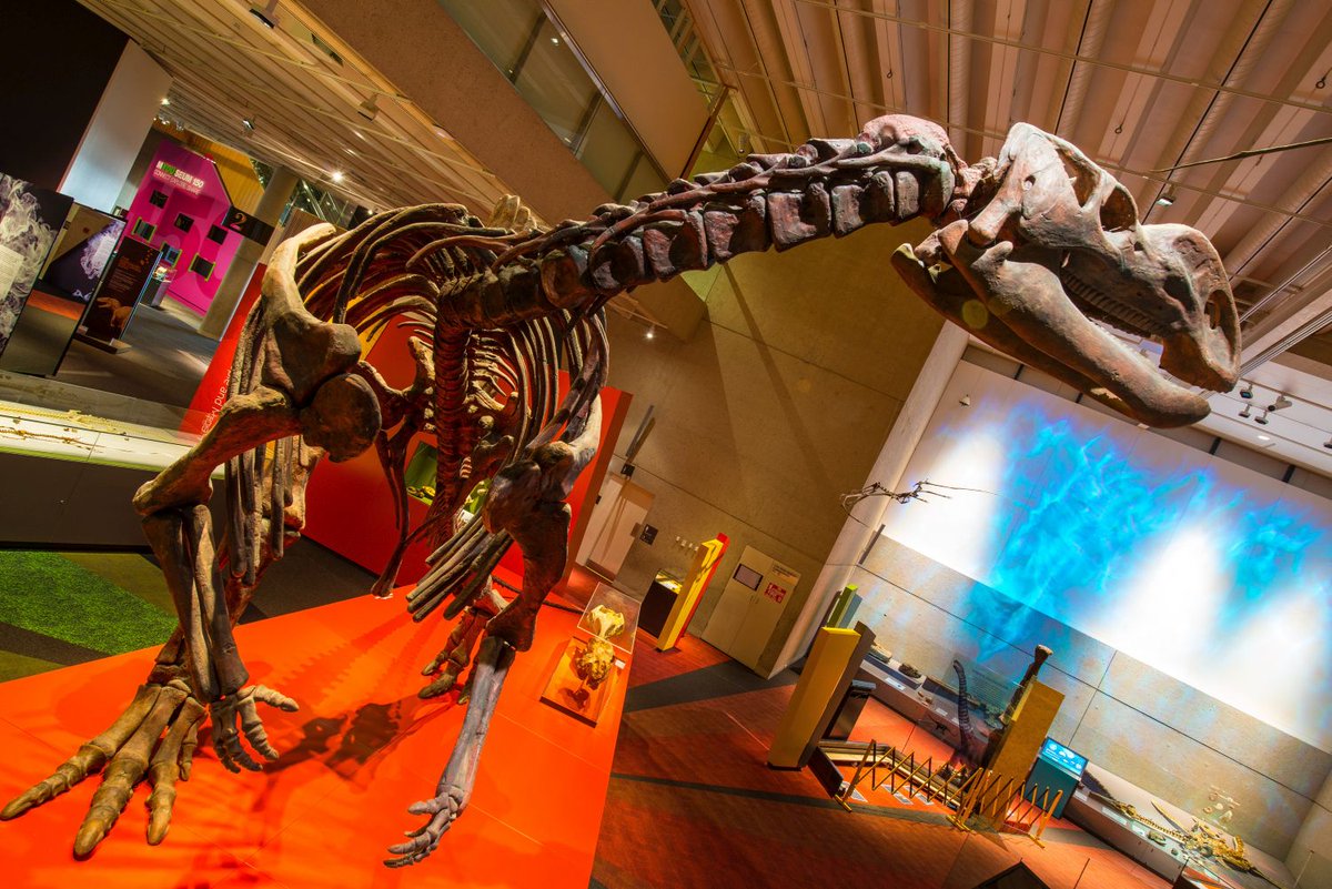qldmuseum's tweet image. 🦖 Happy National Dinosaur Day! 🦕 Celebrate by sharing your memories of our Muttaburrasaurs. Mutt &amp;amp; friends from Lost Creatures will take a break while we refurbish the exhibition from 11 July. What&apos;s your fave Mutt memory?

📸 Gary Cranitch, 2013
Supported by @bhp #ProjectDIGQM