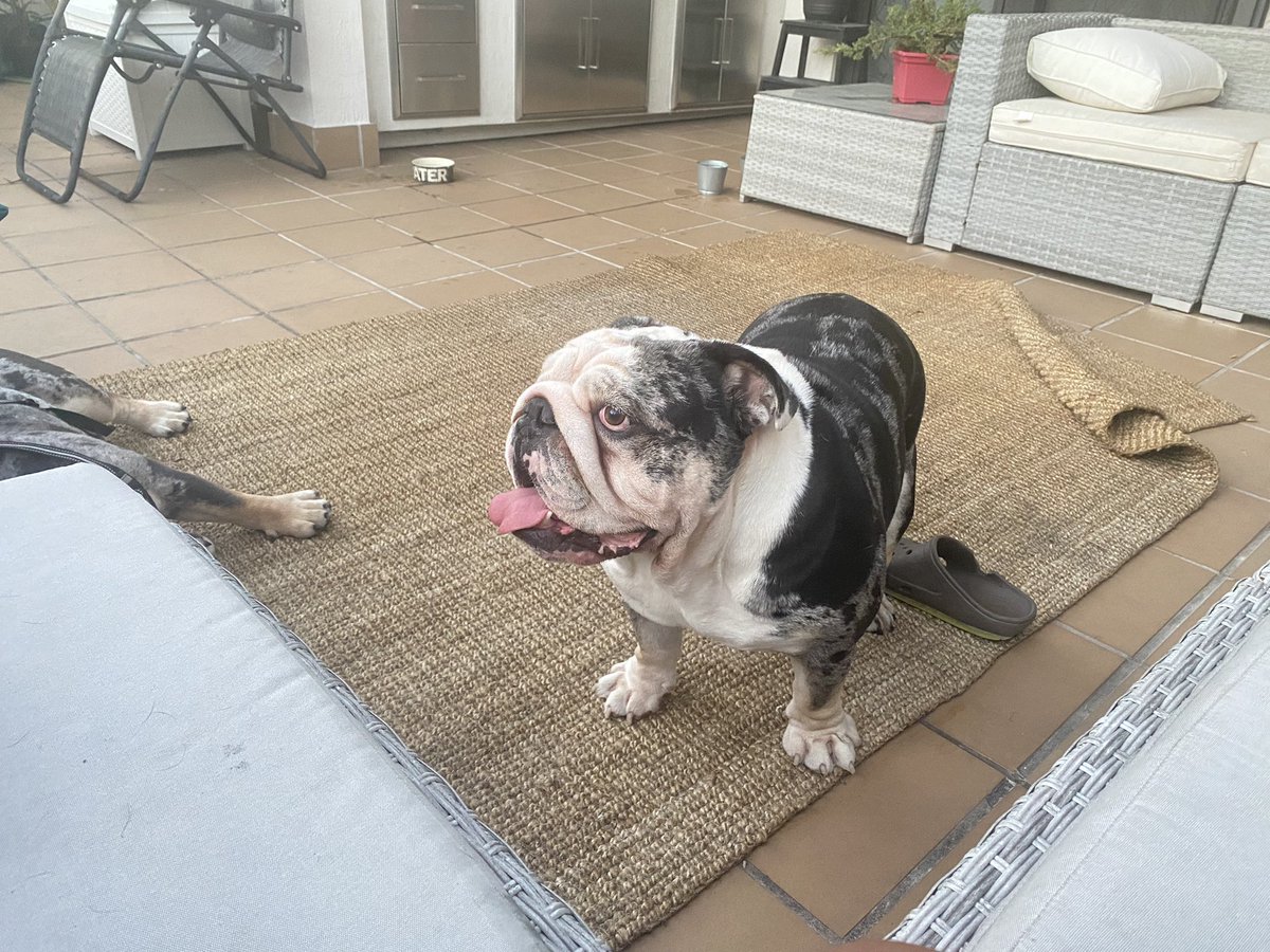 nishandass's tweet photo. I’m a happy boy - mom’s left the laptop and is outside with us 🥰
.
.
.
#oreo #happy #cute #baby #bulldog #Heartstopper #heartbeat #loveyou #DogsofTwittter #bulldogsoftwitter #Miami https://t.co/hQzpV6xBhl
