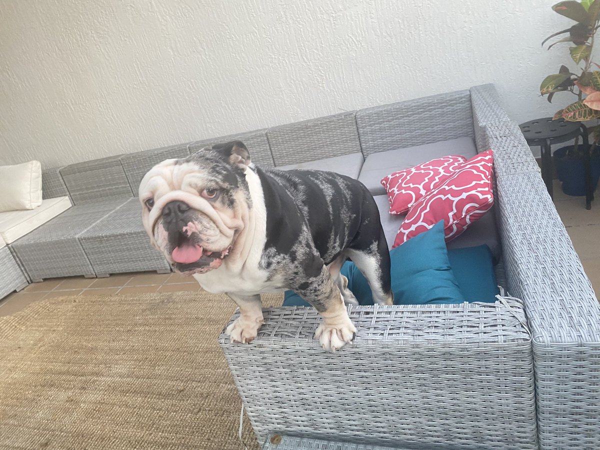 nishandass's tweet photo. I’m a happy boy - mom’s left the laptop and is outside with us 🥰
.
.
.
#oreo #happy #cute #baby #bulldog #Heartstopper #heartbeat #loveyou #DogsofTwittter #bulldogsoftwitter #Miami https://t.co/hQzpV6xBhl