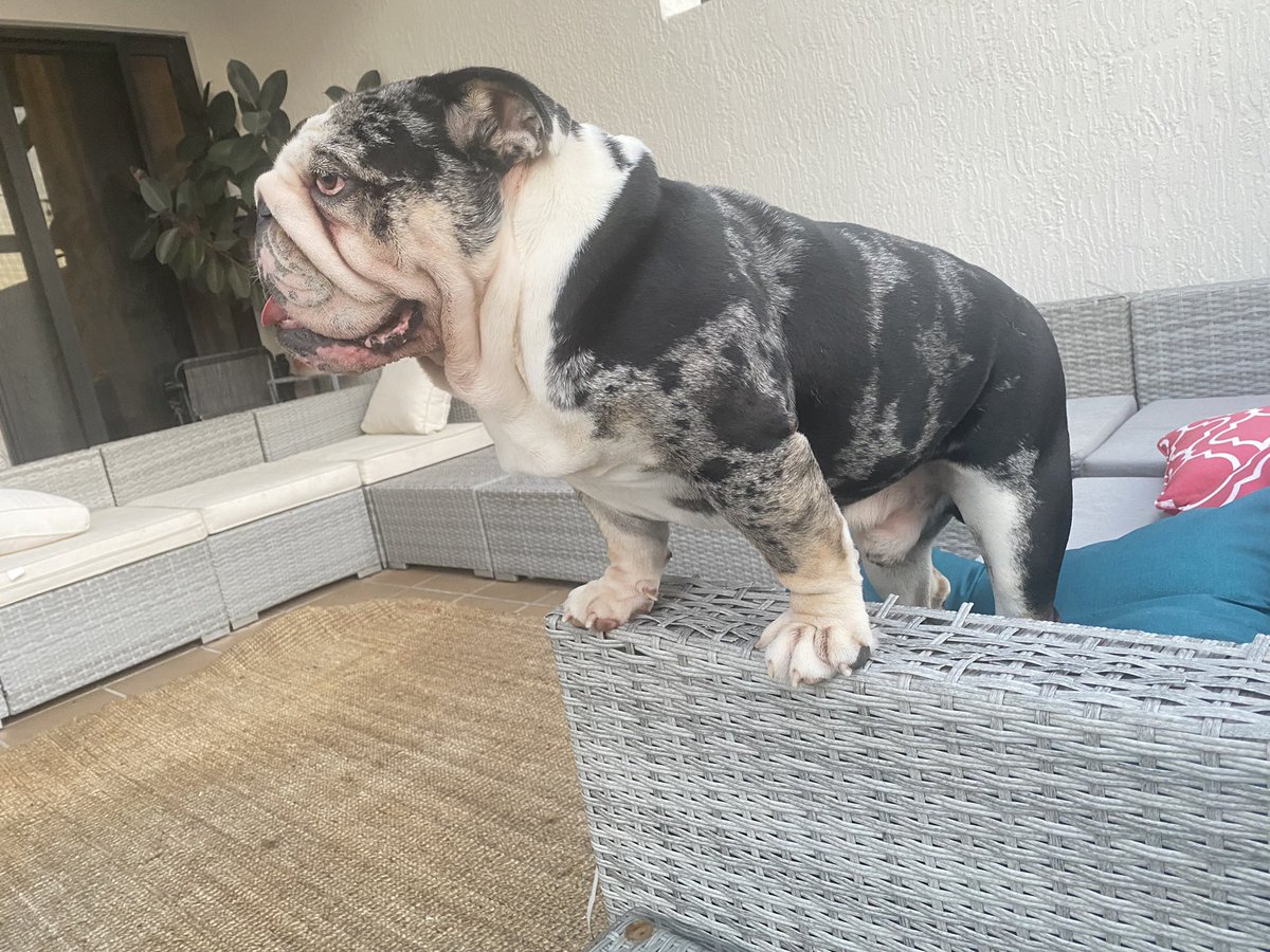 nishandass's tweet photo. I’m a happy boy - mom’s left the laptop and is outside with us 🥰
.
.
.
#oreo #happy #cute #baby #bulldog #Heartstopper #heartbeat #loveyou #DogsofTwittter #bulldogsoftwitter #Miami https://t.co/hQzpV6xBhl